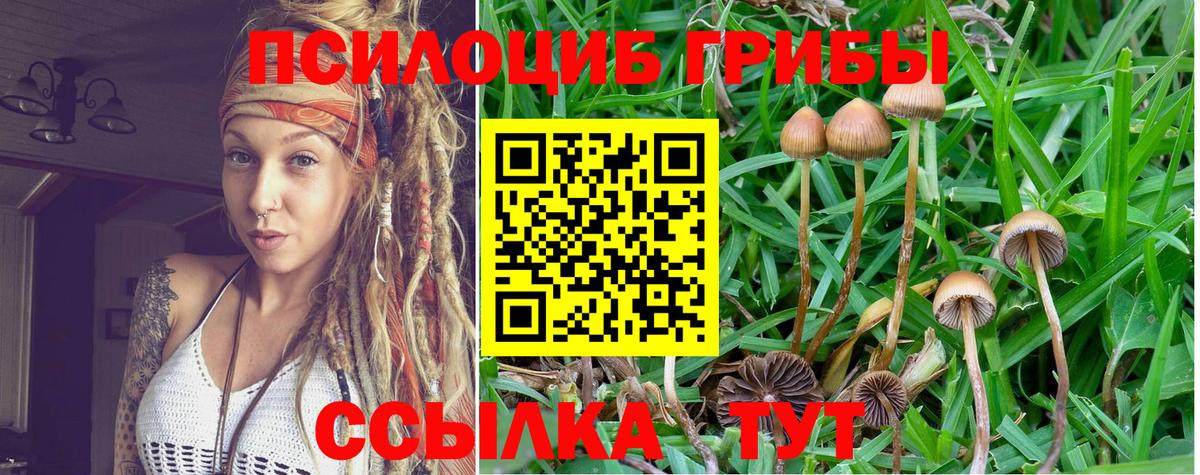 Псилоцибиновые грибы мицелий Фрязино